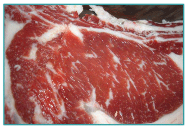 Sistemas de Producción y Calidad de carne Bovina - Image 14