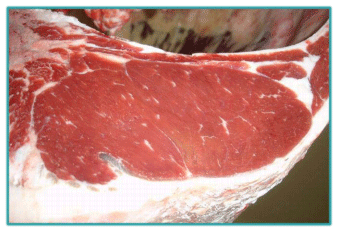 Sistemas de Producción y Calidad de carne Bovina - Image 15