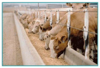 Sistemas de Producción y Calidad de carne Bovina - Image 2