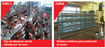 Evaluación de dos sistemas de alojamiento en la producción y calidad del huevo comercial: según la normativa europea de bienestar animal versus la tradicional - Image 5