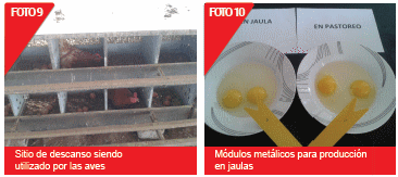 Evaluación de dos sistemas de alojamiento en la producción y calidad del huevo comercial: según la normativa europea de bienestar animal versus la tradicional - Image 6