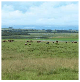 Emisiones de Co en la ganadería de Uruguay. Evolución e impacto de estrategias tecnológicas de mitigación - Image 3