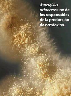Identificación de Lesiones Asociadas con Micotoxinas en Mataderos - Image 8