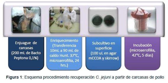 Contaminación de carne de ave con C. jejuni resistente a los antibióticos a la venta en supermercados chilenos. - Image 2