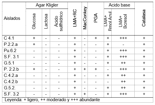 Aislamiento y caracterización de rizobios de crotalaria sp. en el sur del Ecuador - Image 4