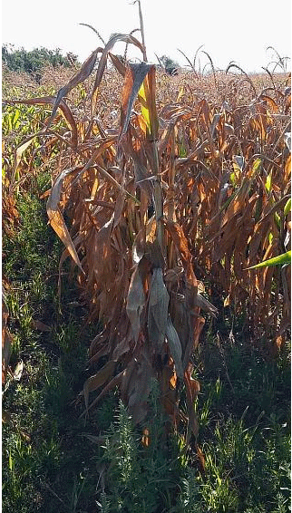 Precaución con los niveles de micotoxinas en el maíz de la cosecha 2015 en España - Image 1