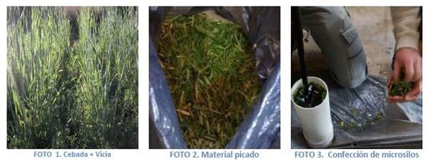 Intersiembra Cebada forrajera – Vicia dasycarpa: una alternativa para ensilar - Image 2