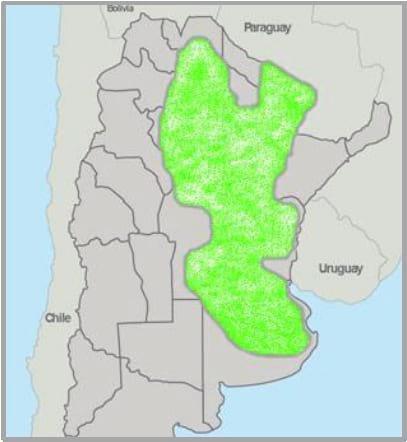 Gramíneas forrajeras para el subtrópico y el semiárido central de la Argentina - Image 17