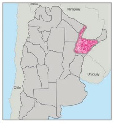 Gramíneas forrajeras para el subtrópico y el semiárido central de la Argentina - Image 3