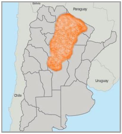 Gramíneas forrajeras para el subtrópico y el semiárido central de la Argentina - Image 47