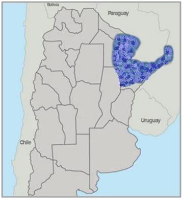 Gramíneas forrajeras para el subtrópico y el semiárido central de la Argentina - Image 6