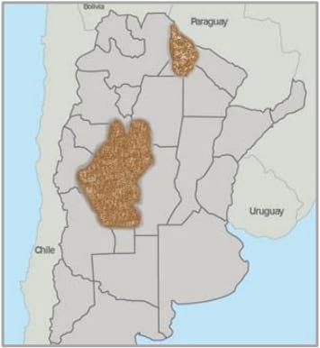 Gramíneas forrajeras para el subtrópico y el semiárido central de la Argentina - Image 11