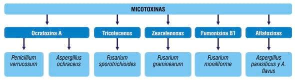 Las Micotoxinas. ¿Qué sabemos sobre esta problemática? - Image 1