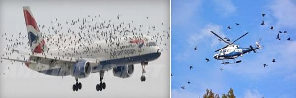 Accidentes aéreos, Aves migratorias vs drones. Máxima alerta para la aviación - Image 1