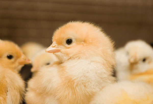 Estrategias en la producción avícola: Invertir para ahorrar - Image 1