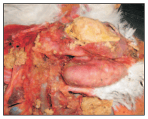 Mortalidad y lesiones en reproductoras pesadas durante el periodo de producción - Image 4
