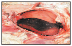 Mortalidad y lesiones en reproductoras pesadas durante el periodo de producción - Image 6