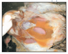 Mortalidad y lesiones en reproductoras pesadas durante el periodo de producción - Image 8