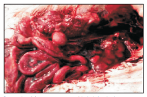 Mortalidad y lesiones en reproductoras pesadas durante el periodo de producción - Image 7