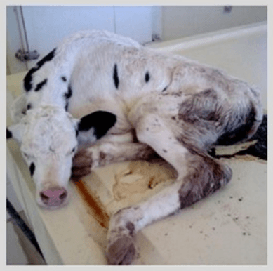 Inmunidad e inmunosupresión en bovinos lecheros - Image 3
