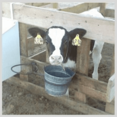 Inmunidad e inmunosupresión en bovinos lecheros - Image 1