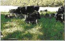 Manejo de la vaca lechera en el verano - Image 2