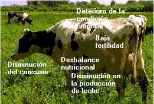 Manejo de la vaca lechera en el verano - Image 4