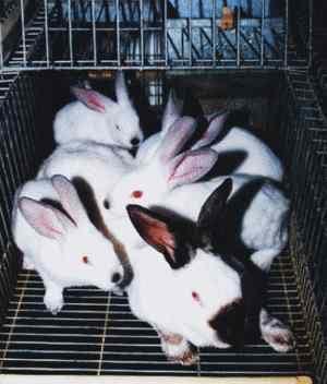 Nueva tecnología para la producción de conejos de carne - Image 3