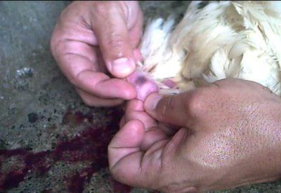 S.O.S. Salud ocupacional en la industria avicola - Image 1