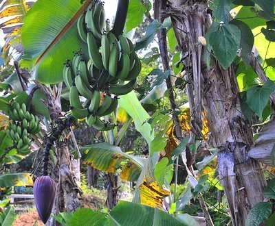 El cultivo del plátano - Image 2