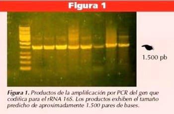 Diversidad de Moraxella spp. y queratoconjuntivitis infecciosa bovina en Uruguay - Image 1