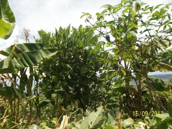 Arbol de Chachafruto (Erhrytrina edulis) 9 meses de plantado