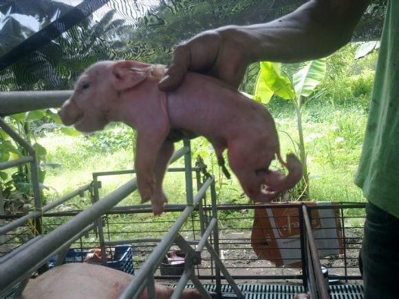 Cerdo con deformidad al nacimiento