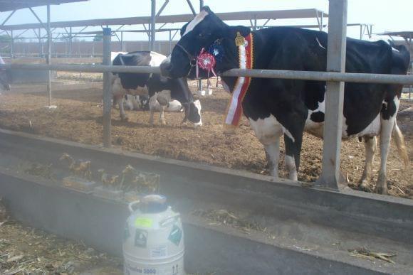 Vaca campeona en el establo el Taro, Huaral UNMSM