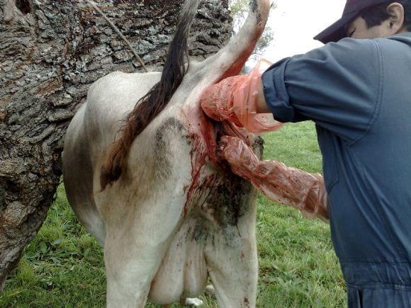 Extracción manual de placenta en bovinos