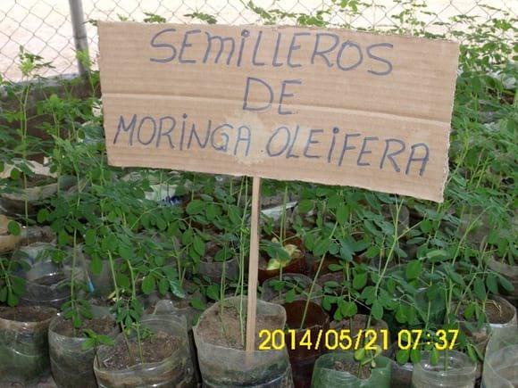 MORINGA OLEIFERA-PLANTA ALIMENTICIA DEL FUTURO