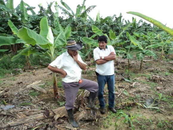 Trabajo de campo en cultivo de plátano