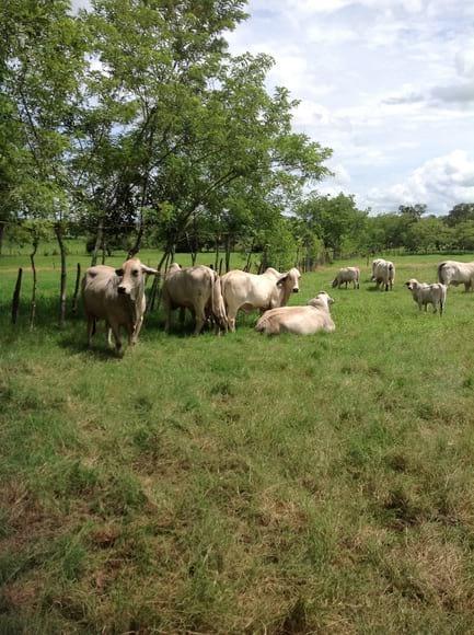 Vacas donadoras de embriones de la raza brahmán