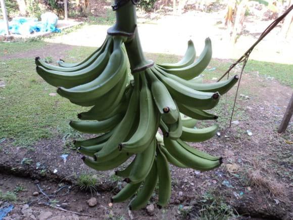 Racimo de plátano hartón producido en áreas de alta densidad