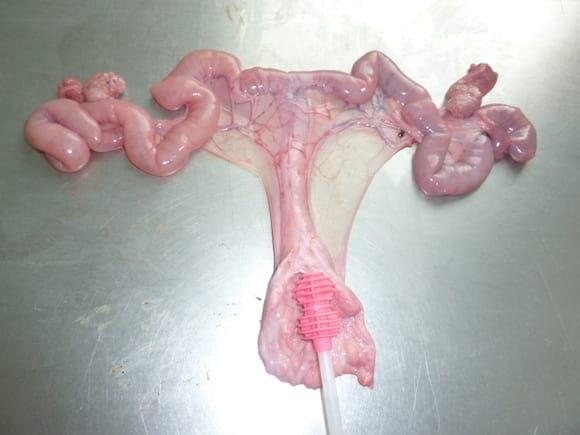 Técnica de la inseminación
