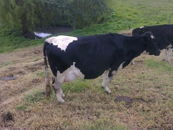 genotipo vaca lechera(cuales son)