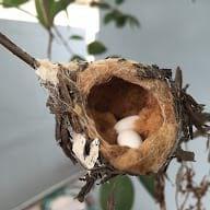 nido colibri