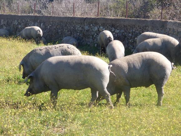 El cerdo ibérico. España.