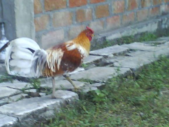 Cria de gallos finos Loja-Ecuador