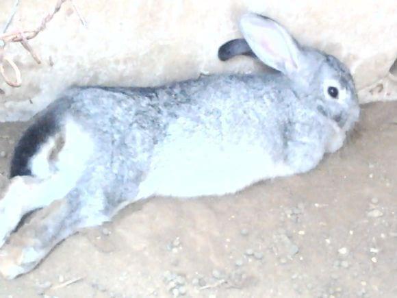 Conejos gris