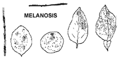 Plagas y enfermedades de los citrus - Image 2