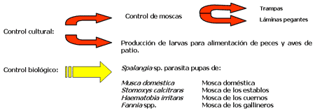 Producción de Spalangia SP (hymenóptera: pteromalidae), para el control biológico de moscas - Image 1