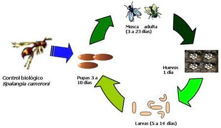 Producción de Spalangia SP (hymenóptera: pteromalidae), para el control biológico de moscas - Image 2