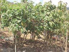 Capturas del perforador del fruto del tomate mediante trampas con atrayente sexual sintético en plantaciones de tomate de árbol en Aragua y Miranda, Venezuela - Image 1