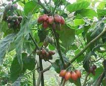 Capturas del perforador del fruto del tomate mediante trampas con atrayente sexual sintético en plantaciones de tomate de árbol en Aragua y Miranda, Venezuela - Image 2